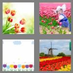 4 pics 1 word 6 letters tulips