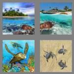 4 pics 1 word 6 letters turtle