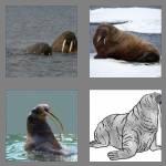 4 pics 1 word 6 letters walrus