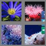 4 pics 1 word 7 letters anemone