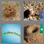 4 pics 1 word 7 letters anthill