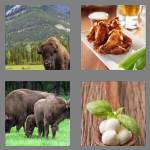 4 pics 1 word 7 letters buffalo