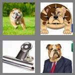 4 pics 1 word 7 letters bulldog