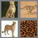 4 pics 1 word 7 letters cheetah
