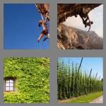 4 pics 1 word 7 letters climber