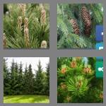 4 pics 1 word 7 letters conifer