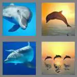 4 pics 1 word 7 letters dolphin