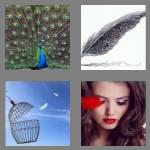 4 pics 1 word 7 letters feather