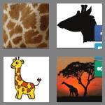 4 pics 1 word 7 letters giraffe