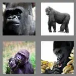 4 pics 1 word 7 letters gorilla
