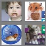 4 pics 1 word 7 letters hamster