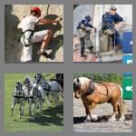 4 pics 1 word 7 letters harness