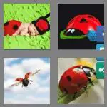 4 pics 1 word 7 letters ladybug