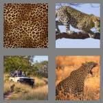 4 pics 1 word 7 letters leopard