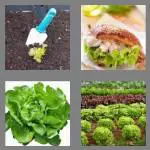 4 pics 1 word 7 letters lettuce