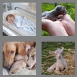 4 pics 1 word 7 letters newborn