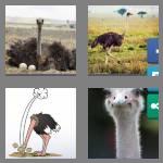 4 pics 1 word 7 letters ostrich