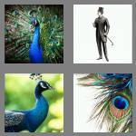 4 pics 1 word 7 letters peacock