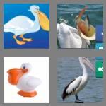 4 pics 1 word 7 letters pelican