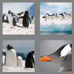 4 pics 1 word 7 letters penguin