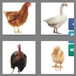 4 pics 1 word 7 letters poultry