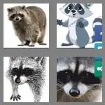 4 pics 1 word 7 letters raccoon