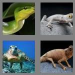 4 pics 1 word 7 letters reptile