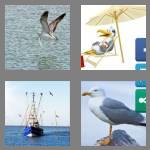 4 pics 1 word 7 letters seagull