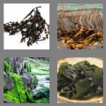 4 pics 1 word 7 letters seaweed