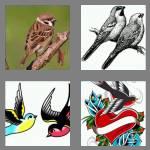 4 pics 1 word 7 letters sparrow