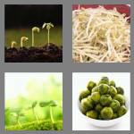 4 pics 1 word 7 letters sprouts