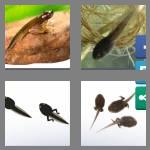 4 pics 1 word 7 letters tadpole