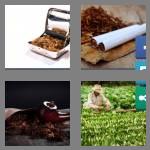 4 pics 1 word 7 letters tobacco