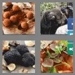 4 pics 1 word 7 letters truffle