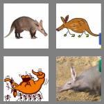 4 pics 1 word 8 letters aardvark