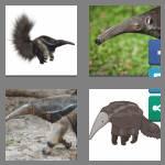 4 pics 1 word 8 letters anteater