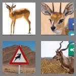 4 pics 1 word 8 letters antelope