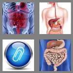 4 pics 1 word 8 letters appendix