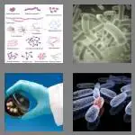 4 pics 1 word 8 letters bacteria