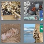 4 pics 1 word 8 letters barnacle