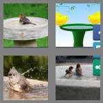 4 pics 1 word 8 letters birdbath