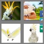 4 pics 1 word 8 letters cockatoo