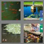 4 pics 1 word 8 letters fishpond
