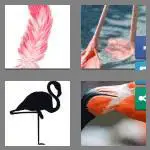 4 pics 1 word 8 letters flamingo