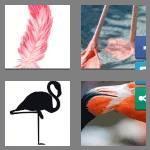 4 pics 1 word 8 letters flamingo