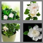 4 pics 1 word 8 letters gardenia