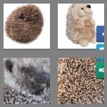 4 pics 1 word 8 letters hedgehog