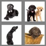 4 pics 1 word 8 letters labrador