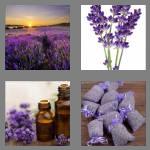 4 pics 1 word 8 letters lavender