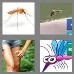 4 pics 1 word 8 letters mosquito